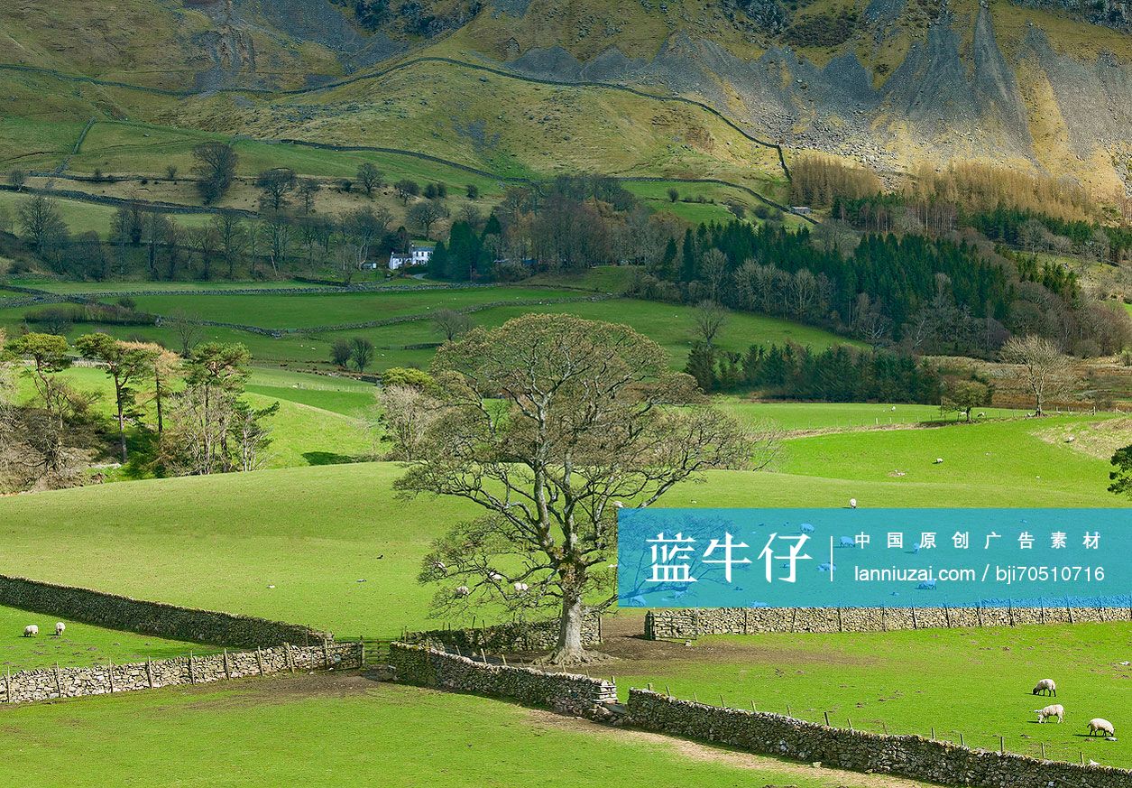 tree in green pastures in rural landscape