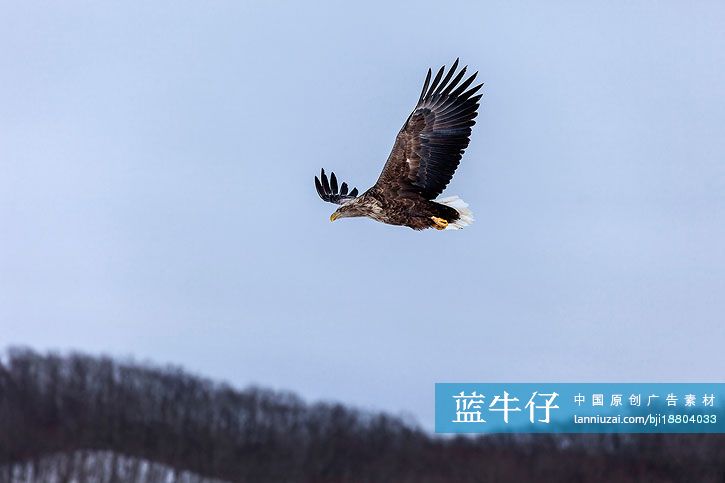 flying eagle in sky