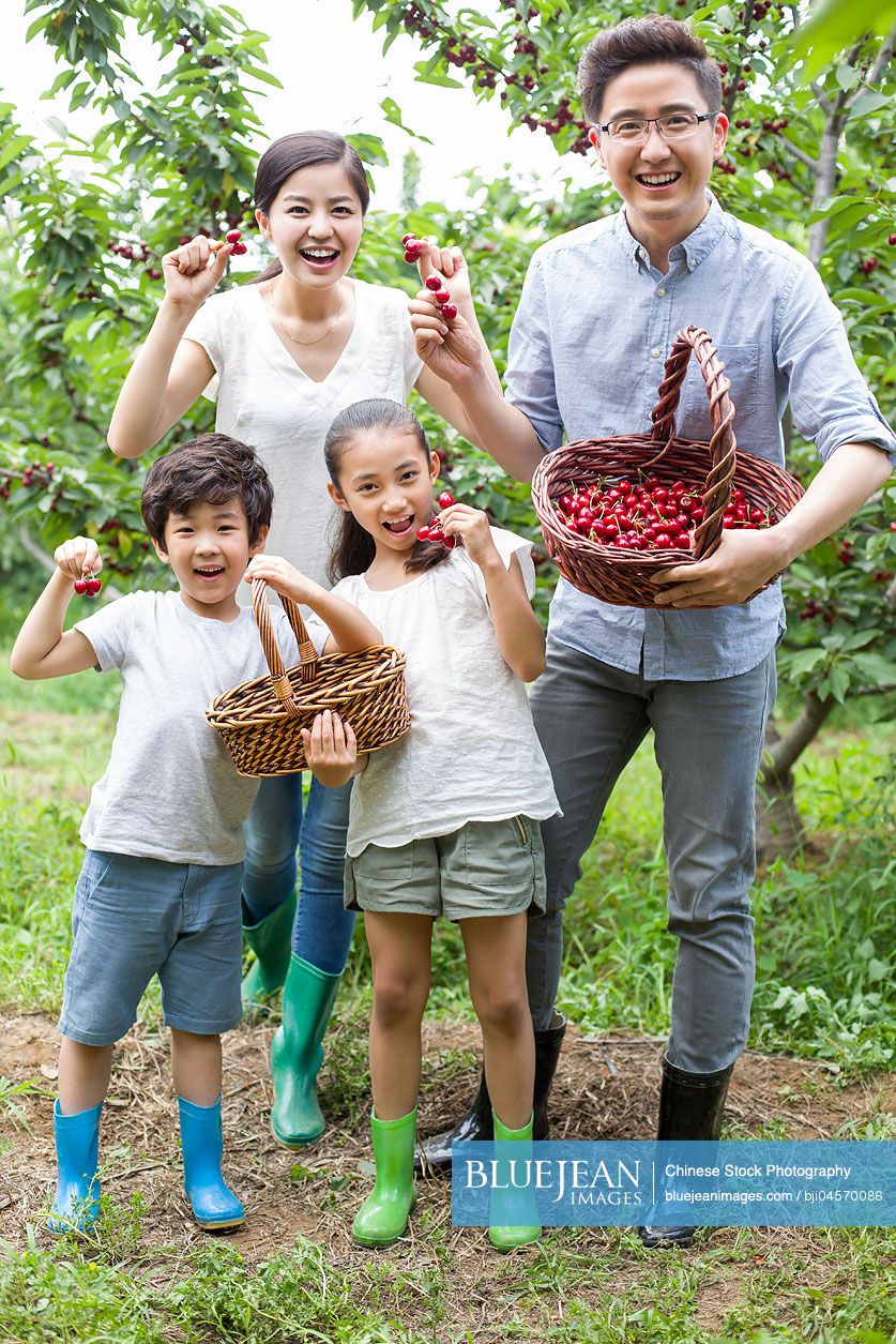 Young Chinese family picking cherries in orchard