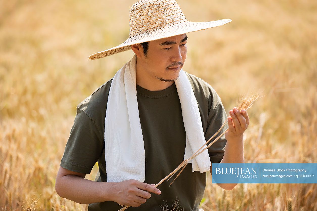 Chinese farmer harvesting in wheat field