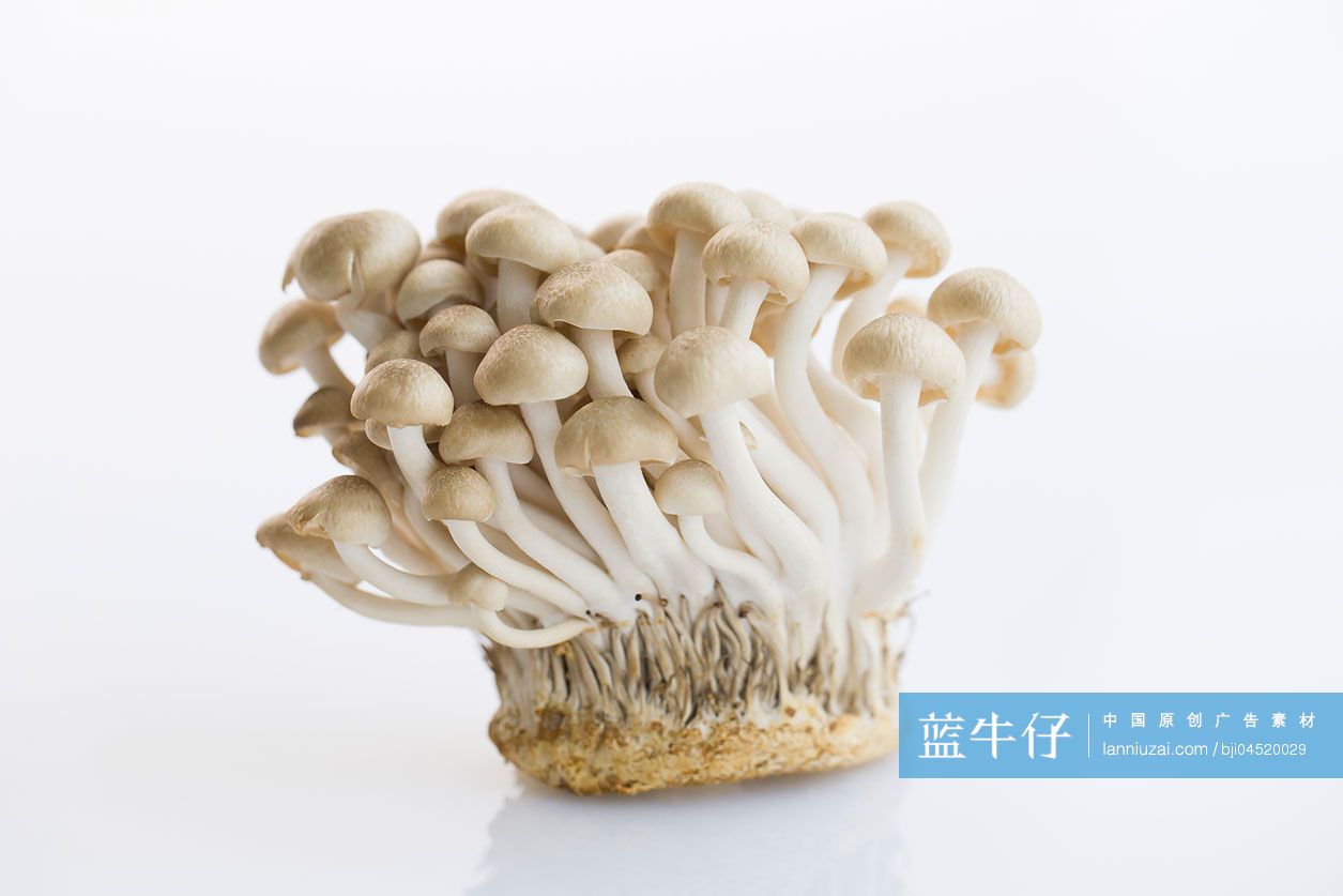 蟹味菇