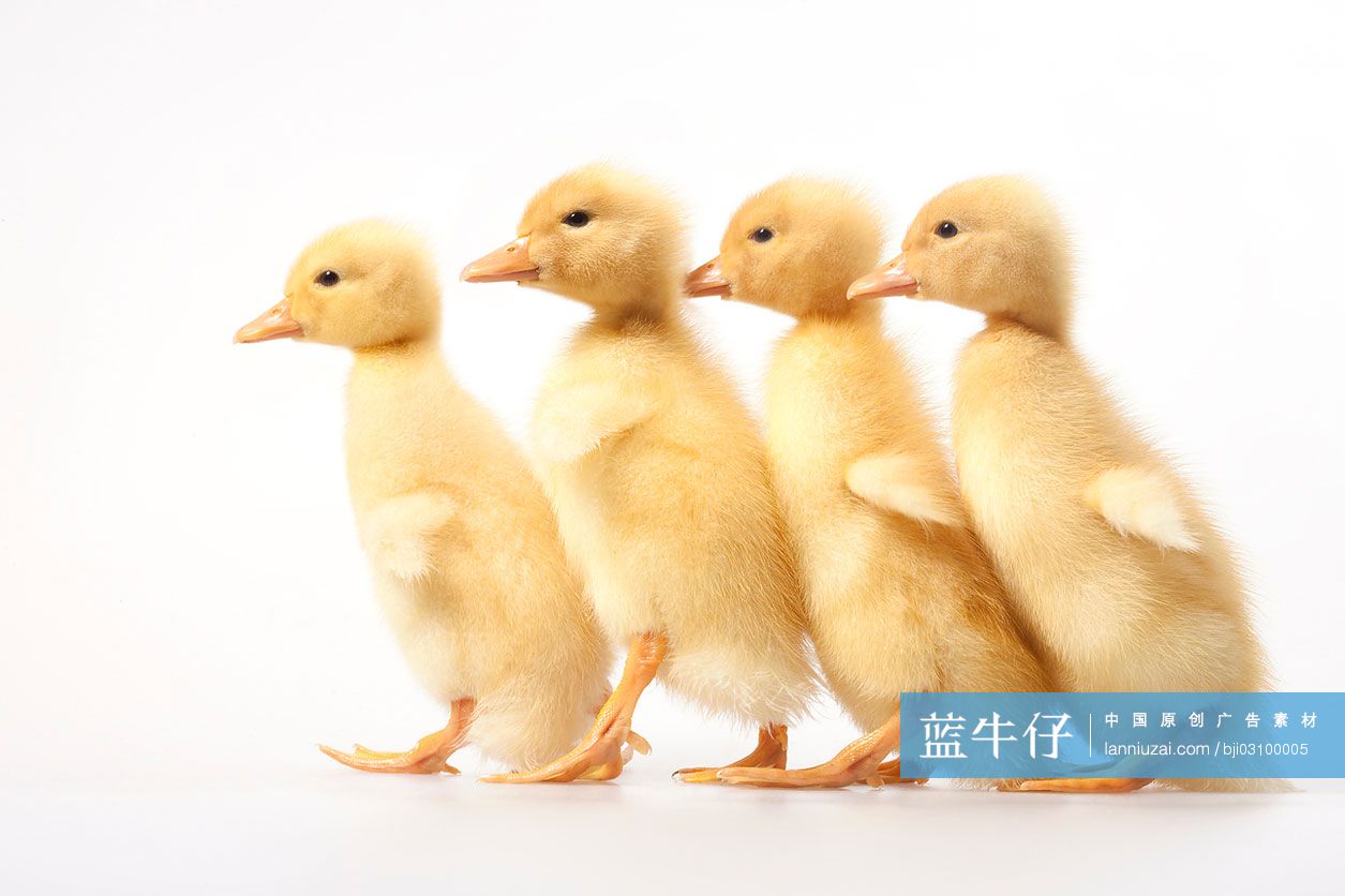 小鸭排成一排走路