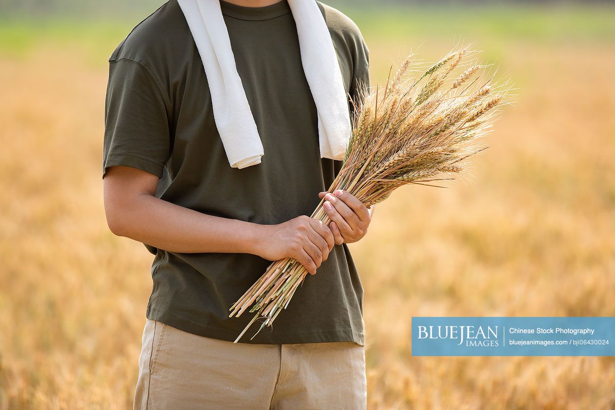 Chinese farmer harvesting in wheat field