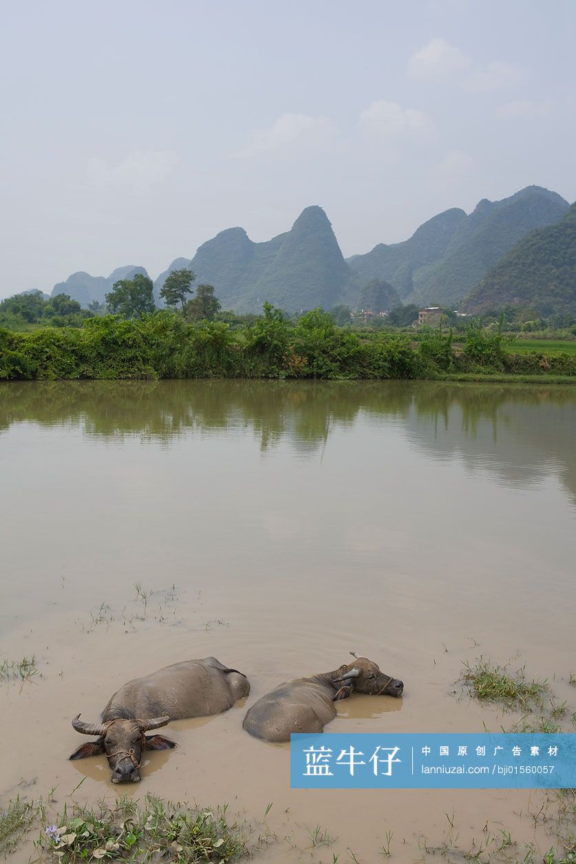 桂林漓江里的水牛