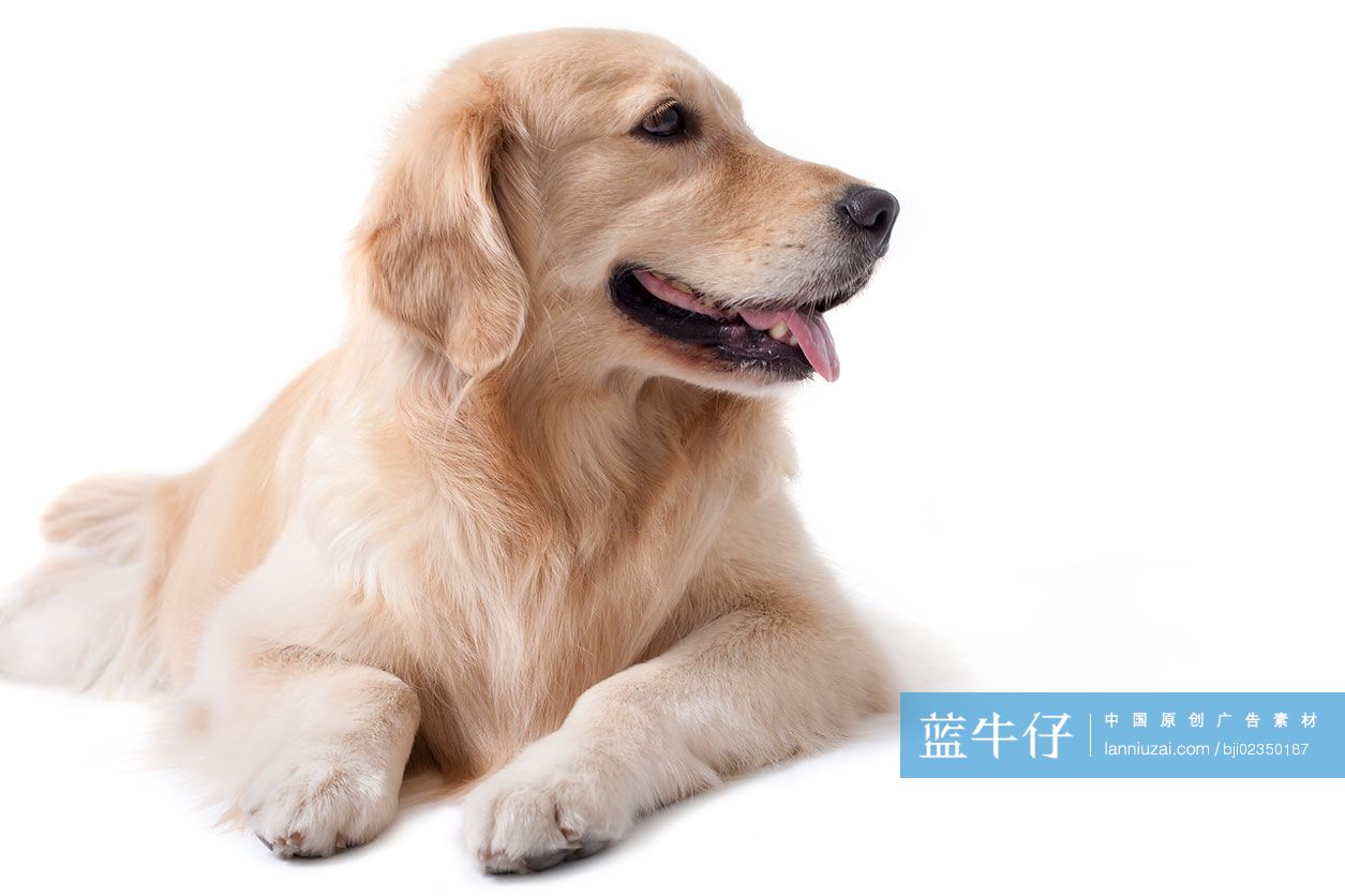 宠物金毛犬