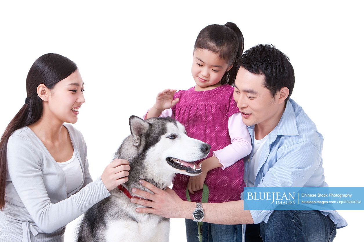 is a husky a good family dog