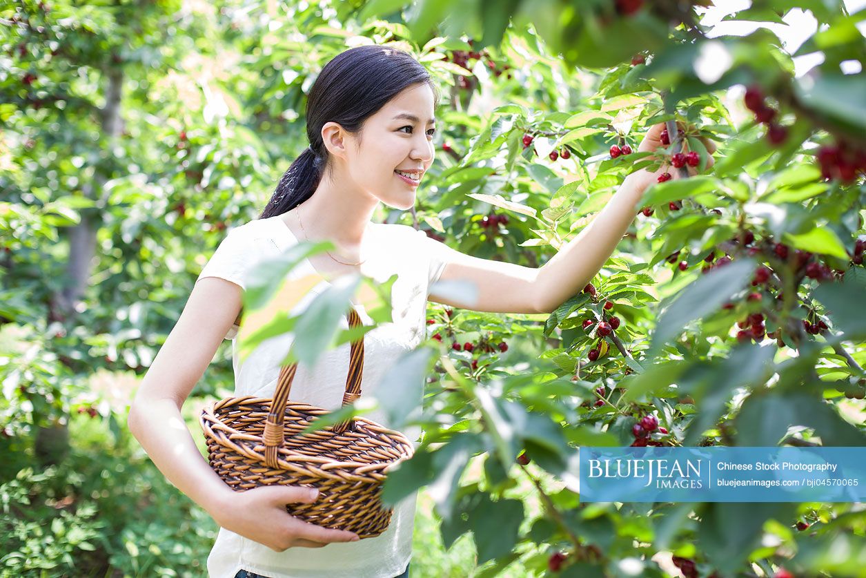 Young Chinese woman picking cherries in orchard