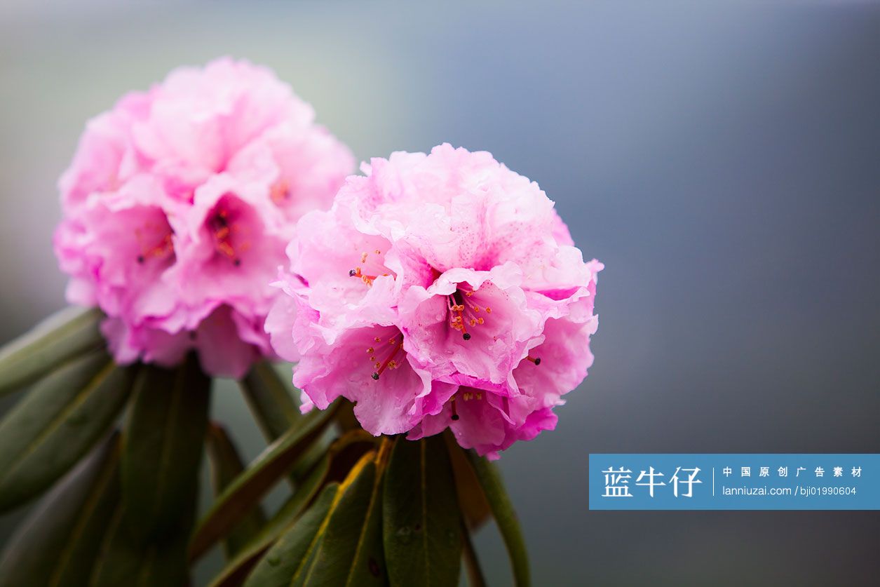 杜鹃花