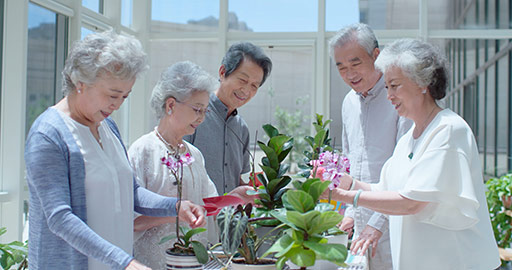 Happy senior Chinese friends planting flowers in nursing home,4K