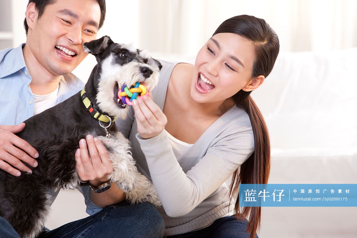 青年夫妇和雪纳瑞狗