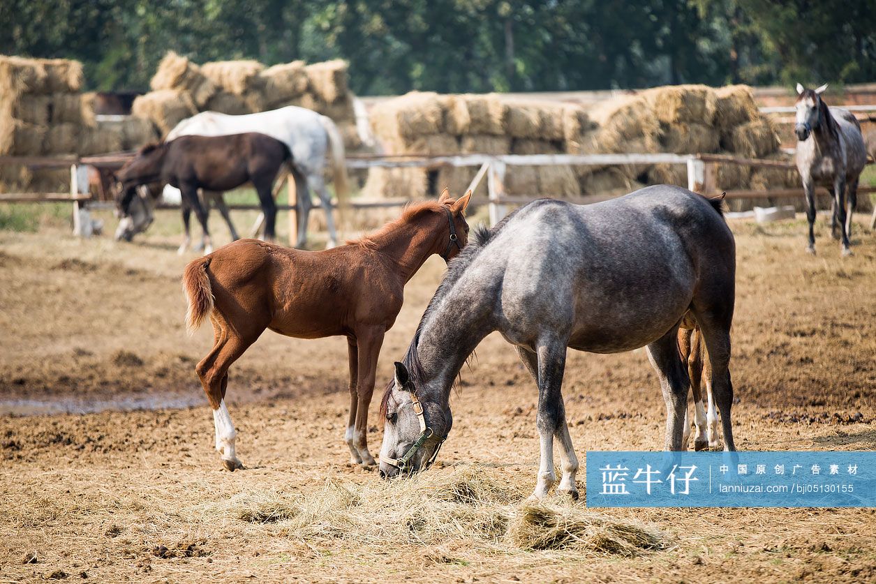 马在马场里吃干草