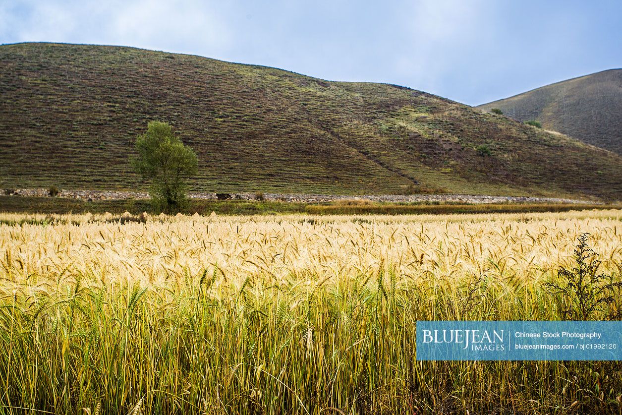Wheat field in Hebei province, China