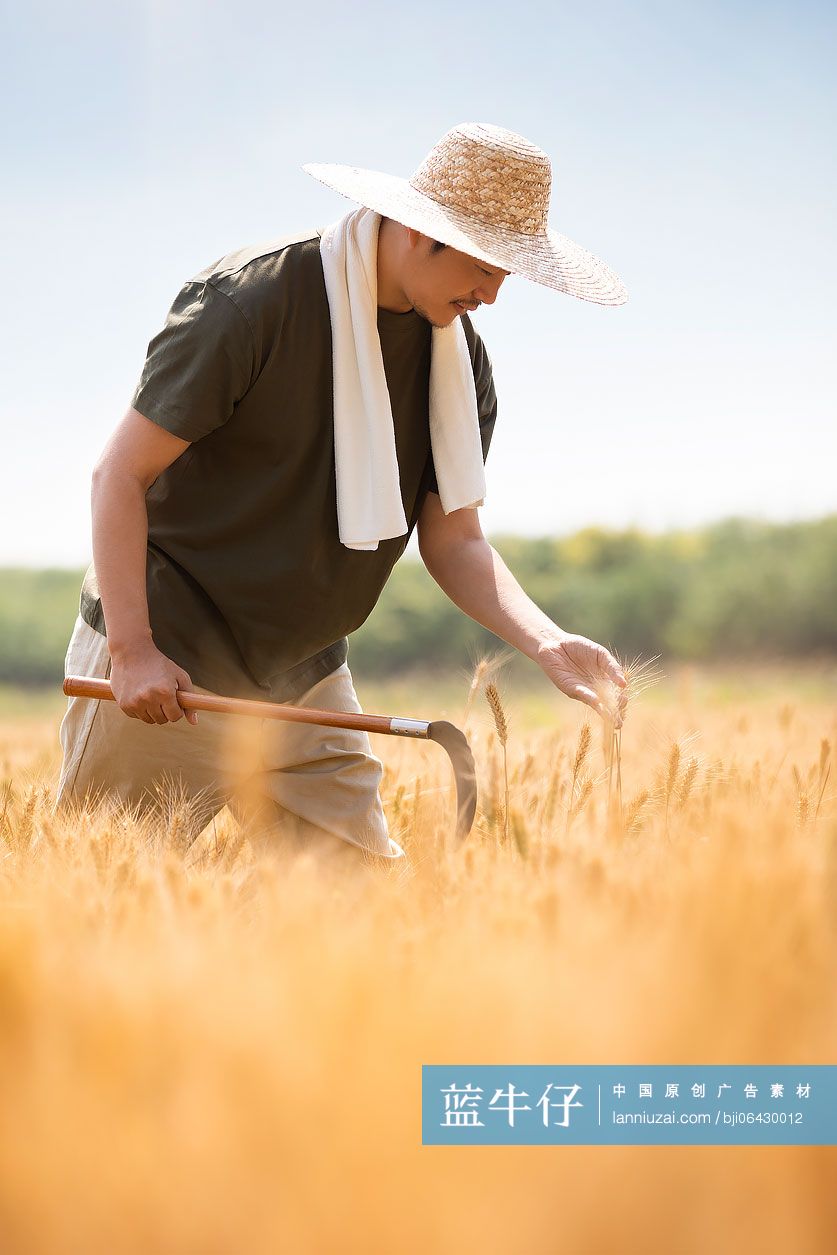 农民在麦田里收割