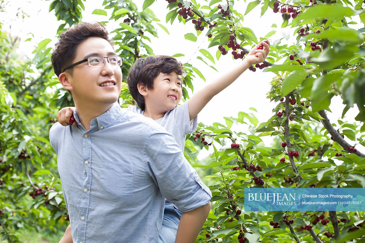 Young Chinese father and son picking cherries in orchard