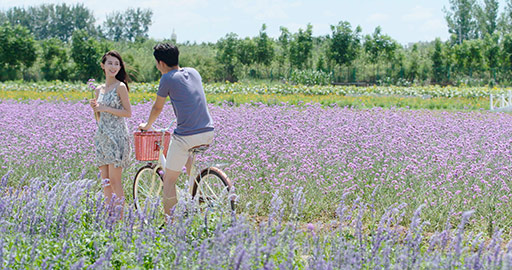Happy young Chinese couple dating in flower field,4K