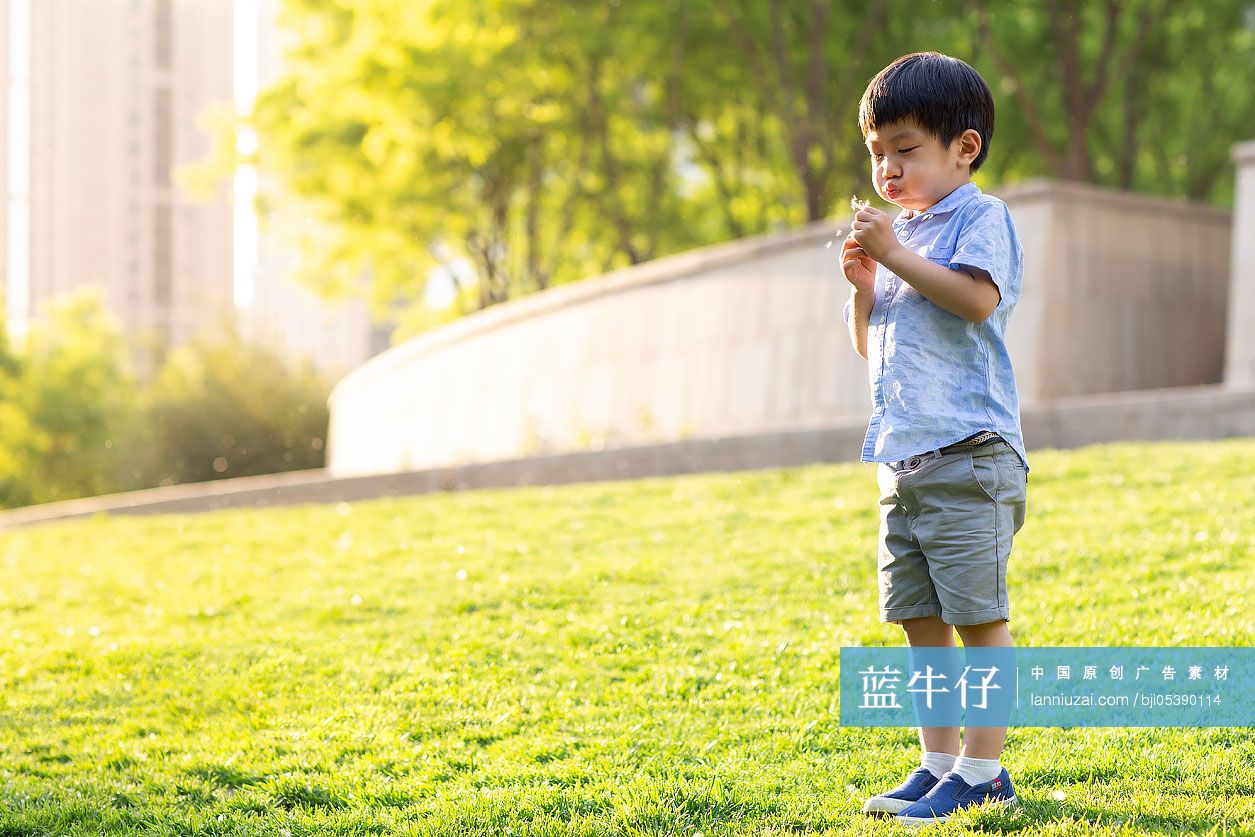小男孩在草地上吹蒲公英