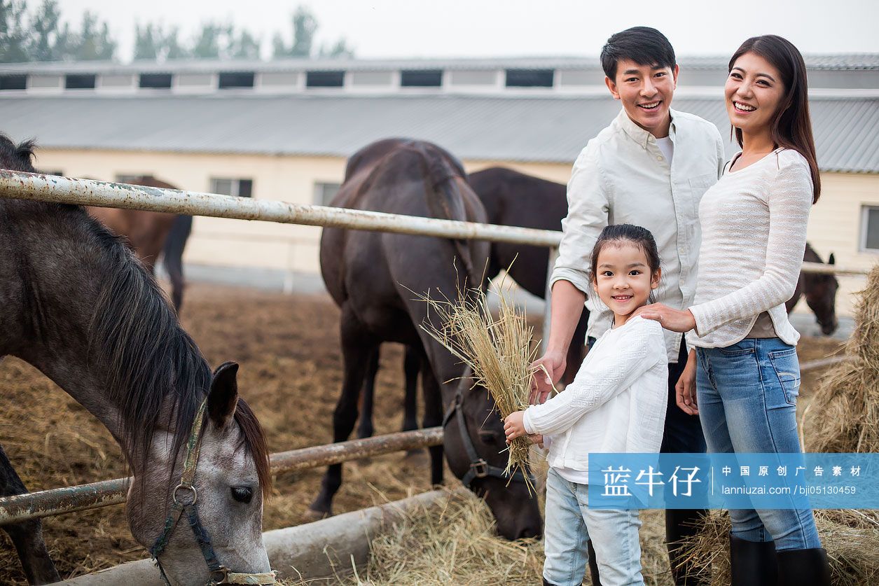 年轻家庭喂马吃草