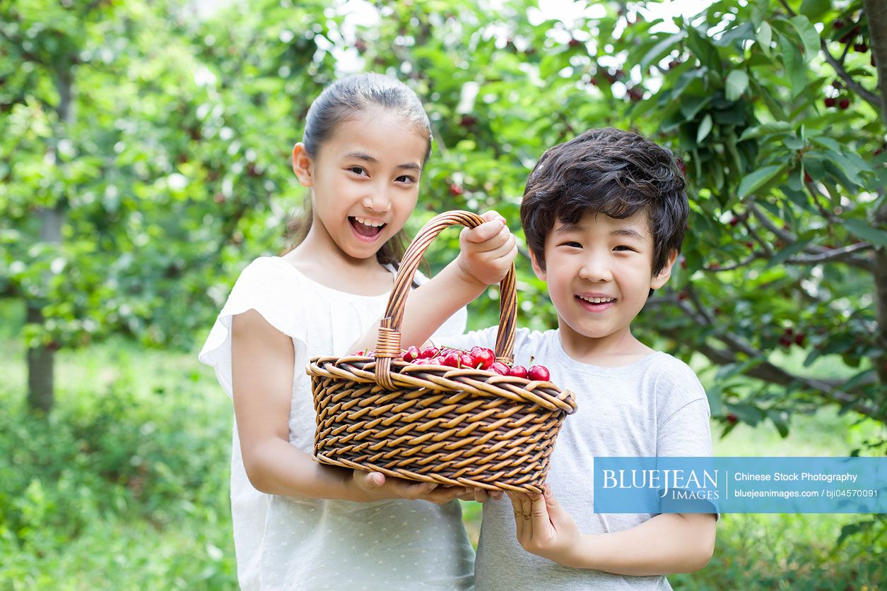 Happy Chinese children picking cherries in orchard