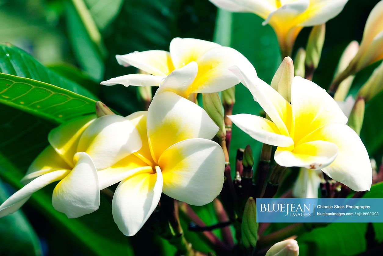 Plumeria flowers in Mauritius, Africa