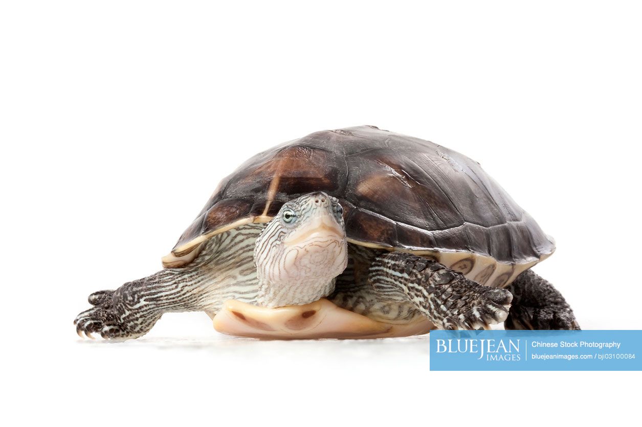 Portrait of cute tortoise, studio shot