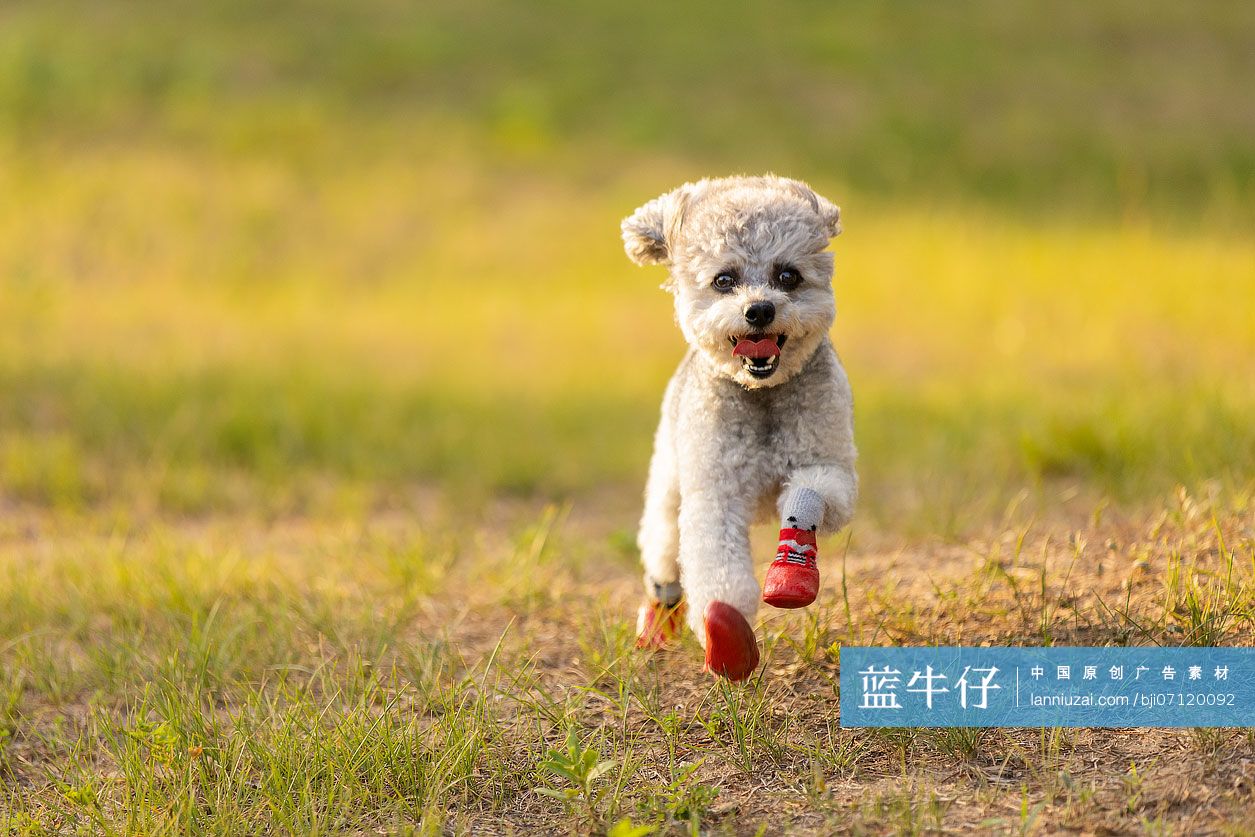 可爱小狗在草地上奔跑