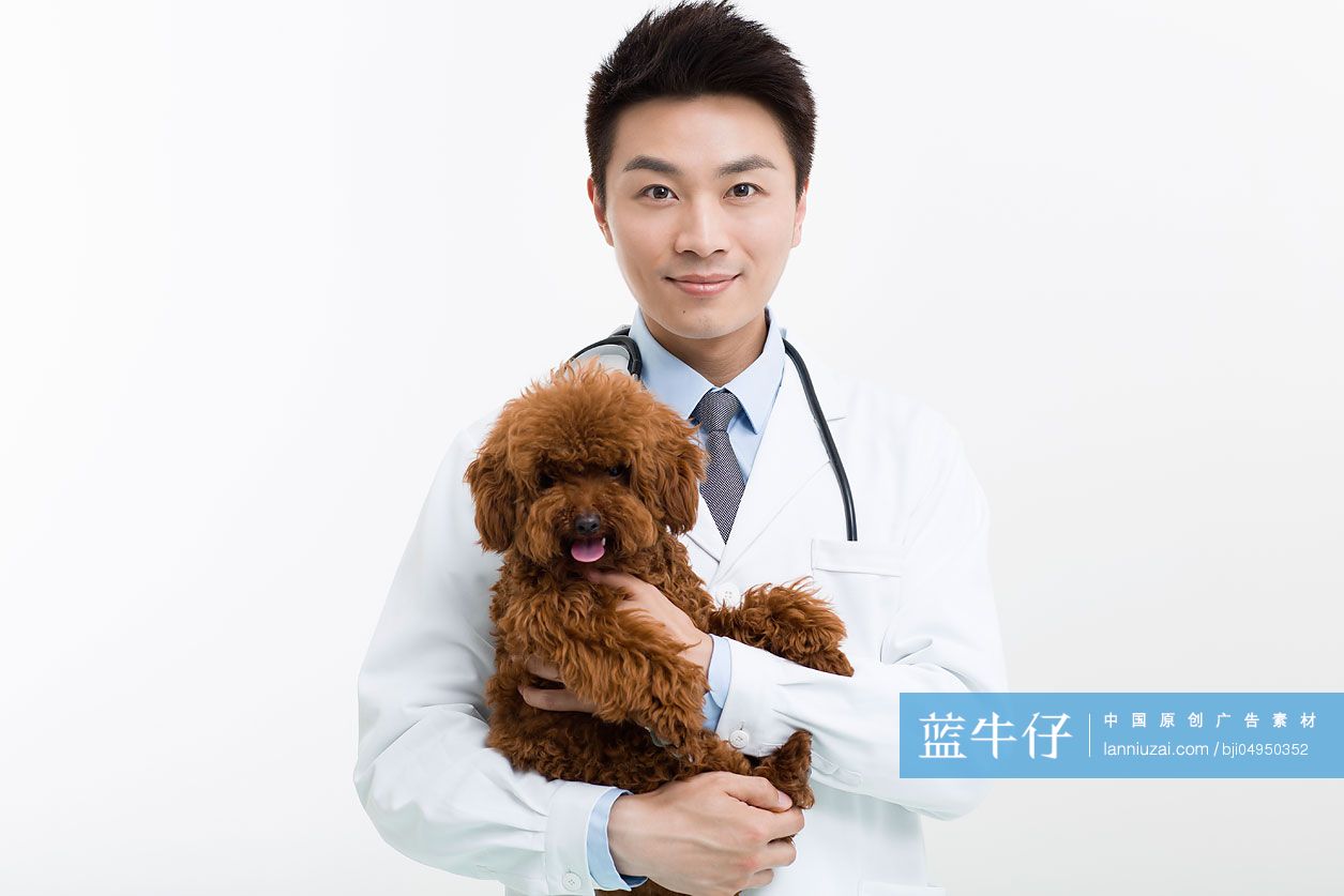 宠物医生抱着一只可爱的泰迪狗