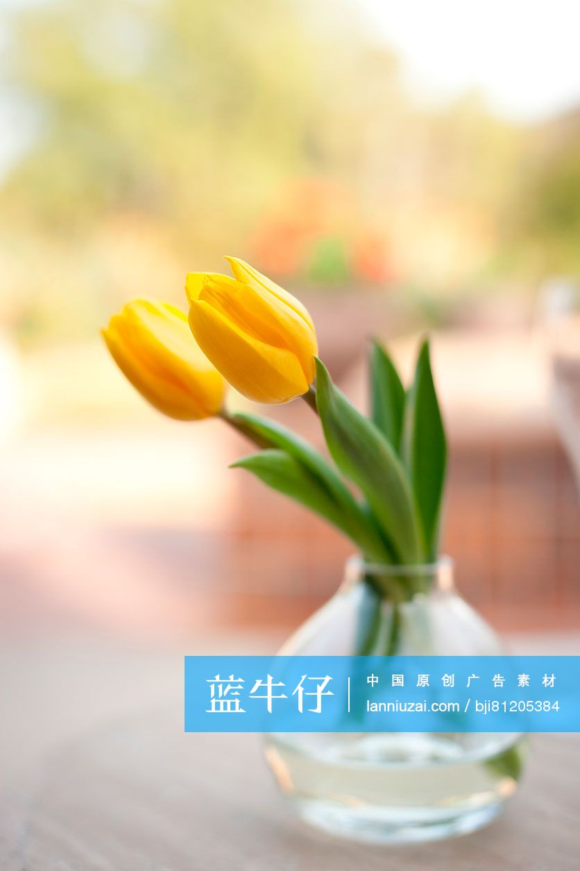 Yellow tulip in vase