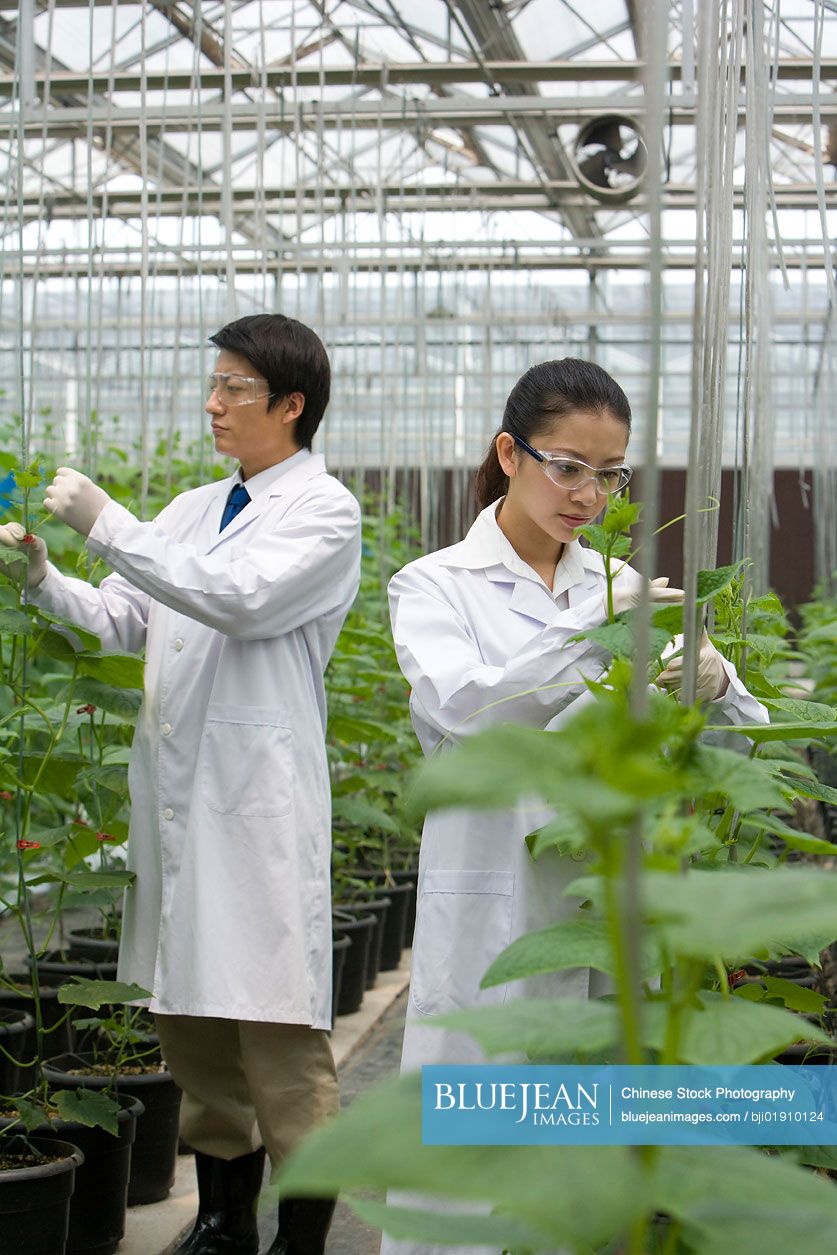 Chinese scientists doing research in modern farm