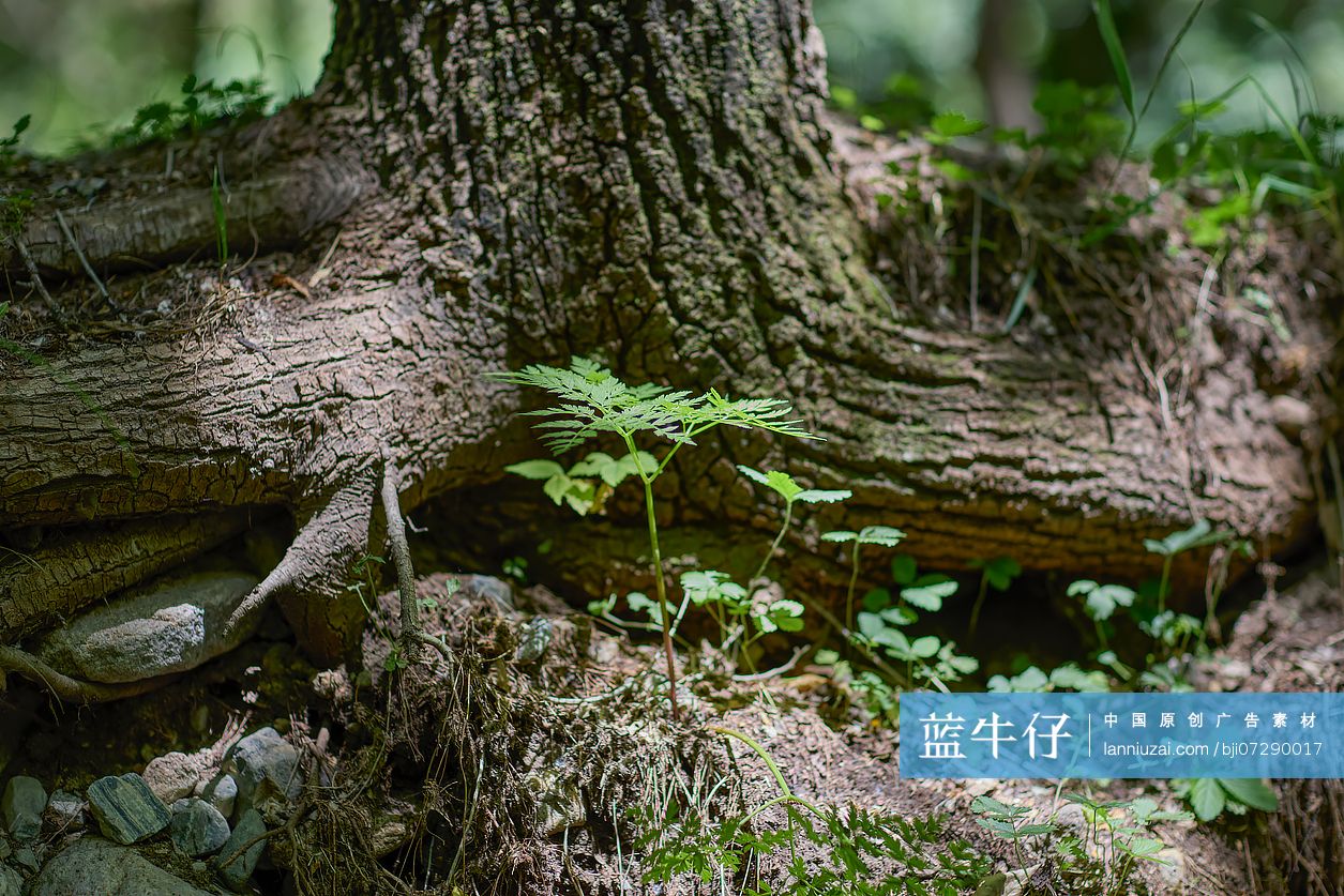 粗壮的树干