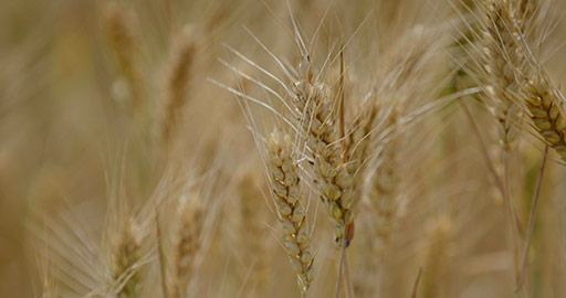 Close up of wheat field,4K