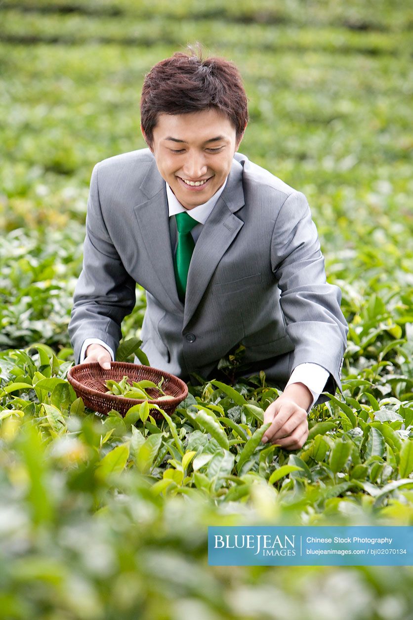 Young Chinese businessman picking tea in Yunnan