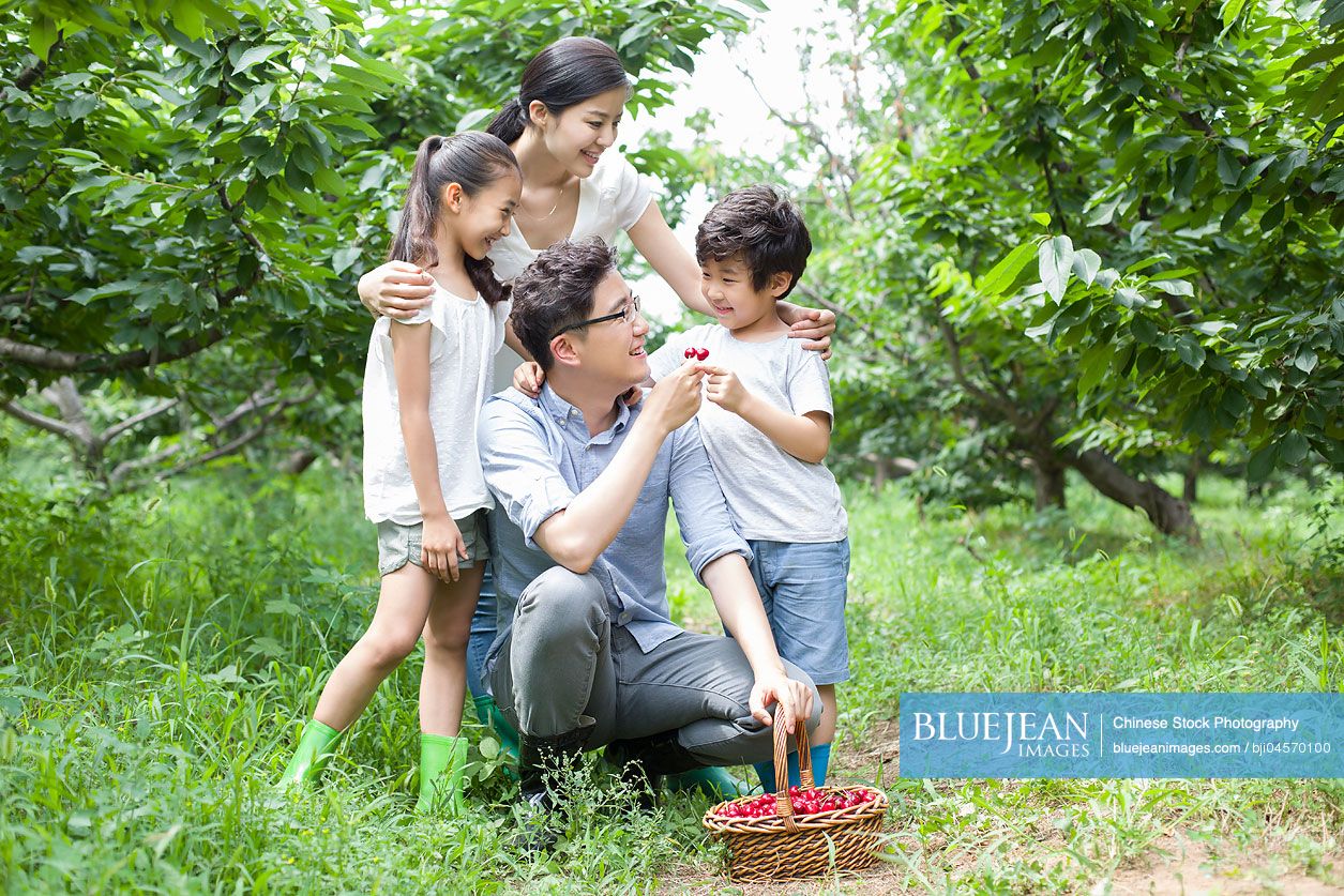 Young Chinese family picking cherries in orchard