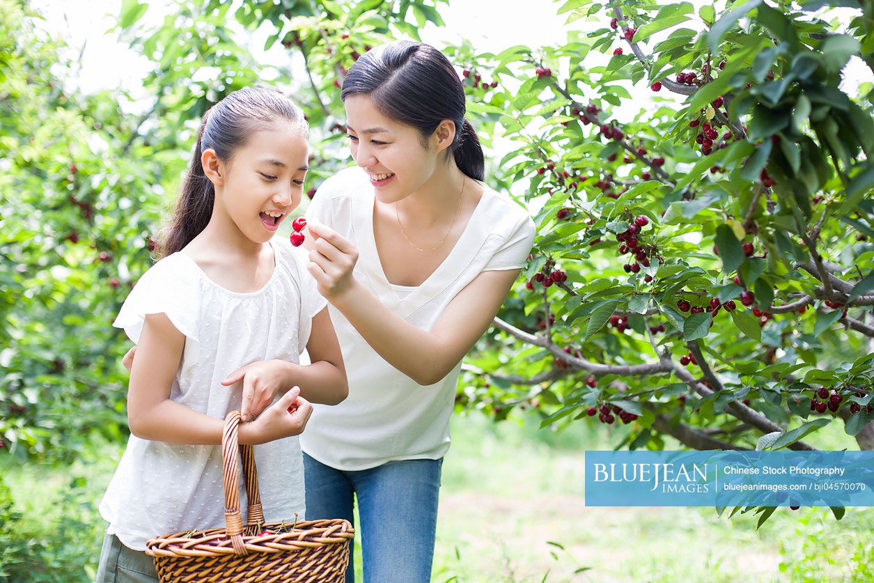 Young Chinese mother and daughter picking cherries in orchard