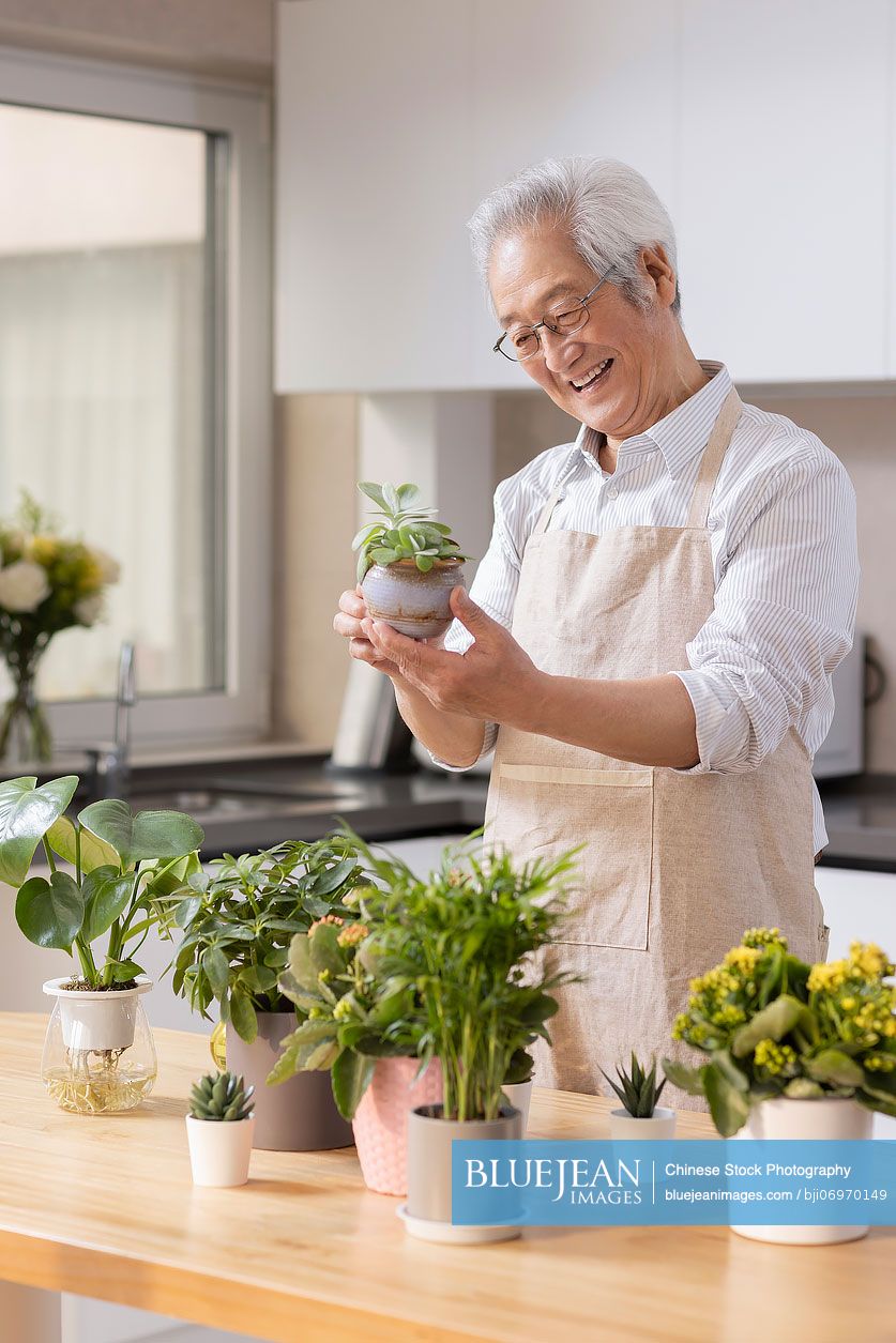 Senior Chinese man planting potted plant at home