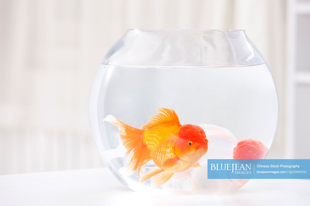 Goldfishes in jar