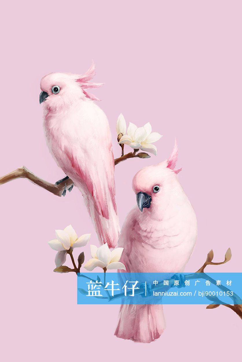 凤头鹦鹉和白玉兰