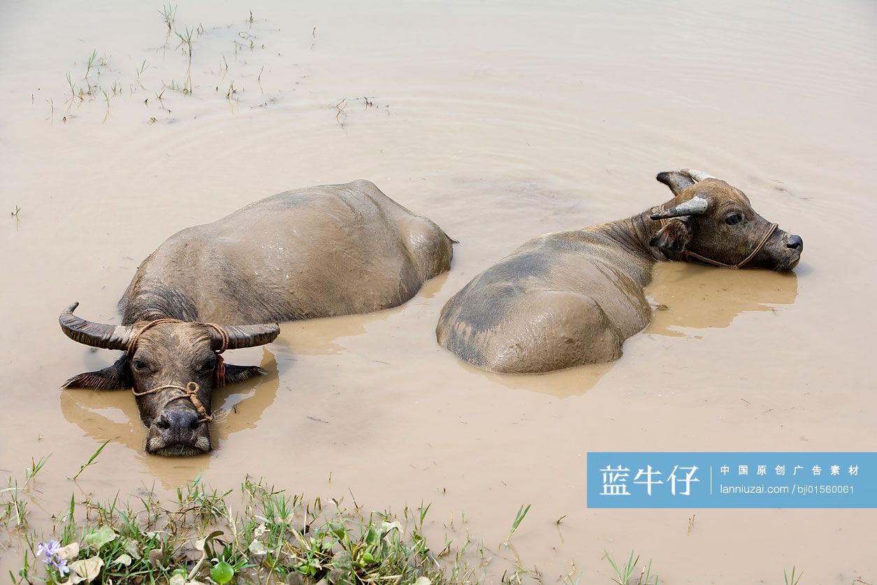 桂林漓江里的水牛