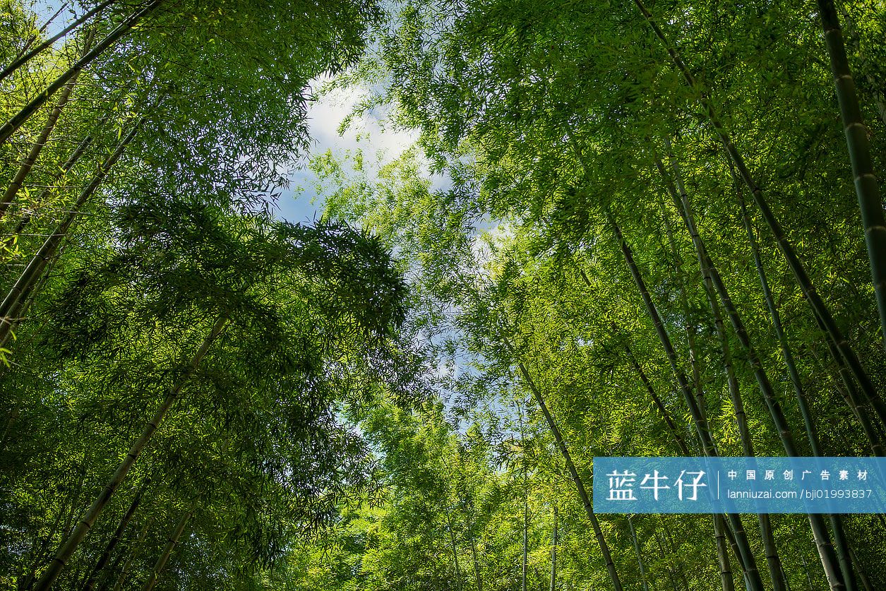 郁郁葱葱的竹林