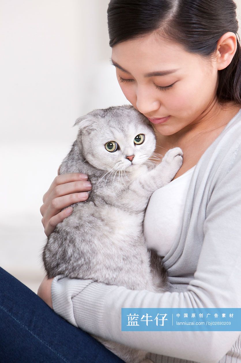 青年女子和苏格兰折耳猫