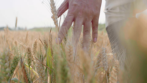 Chinese farmer working in wheat field,4K