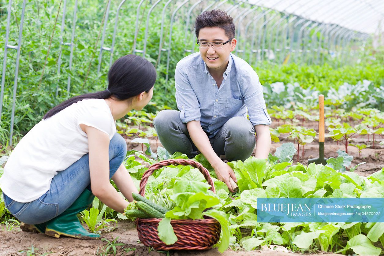 Young Chinese couple picking vegetables in greenhouse