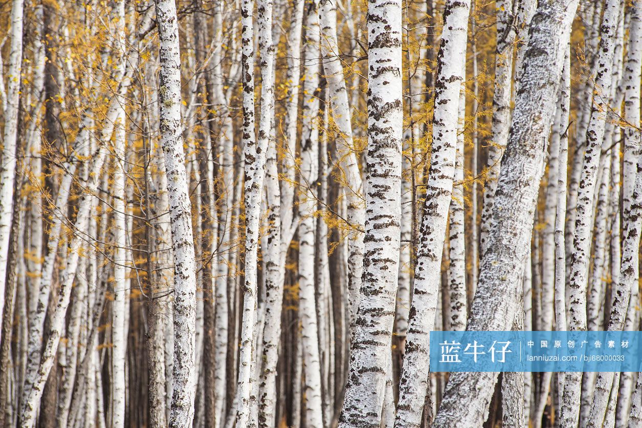 白桦
