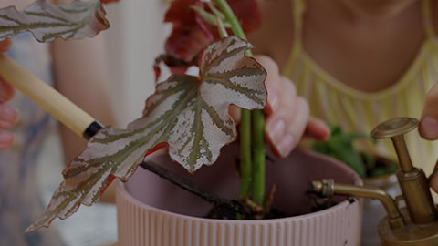 Mum and daughter enjoy potting plants together at home