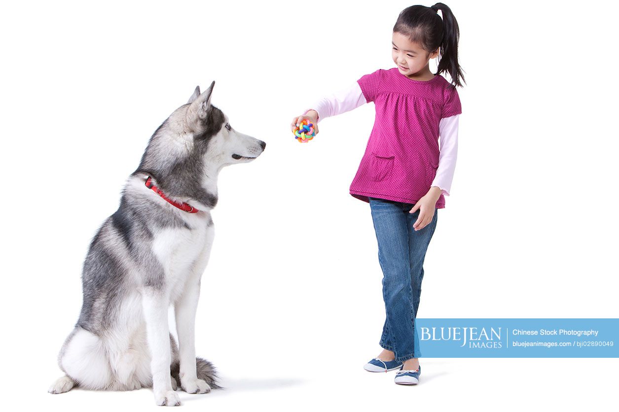 Cute little Chinese girl playing with a husky dog