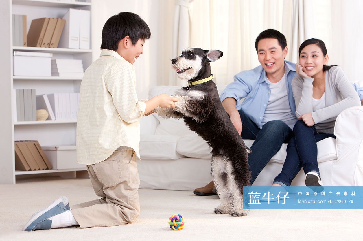 一家三口和雪纳瑞狗玩耍