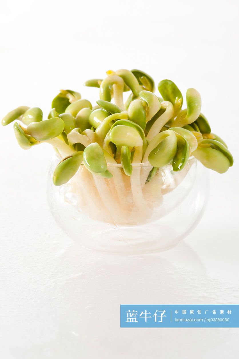 豆芽