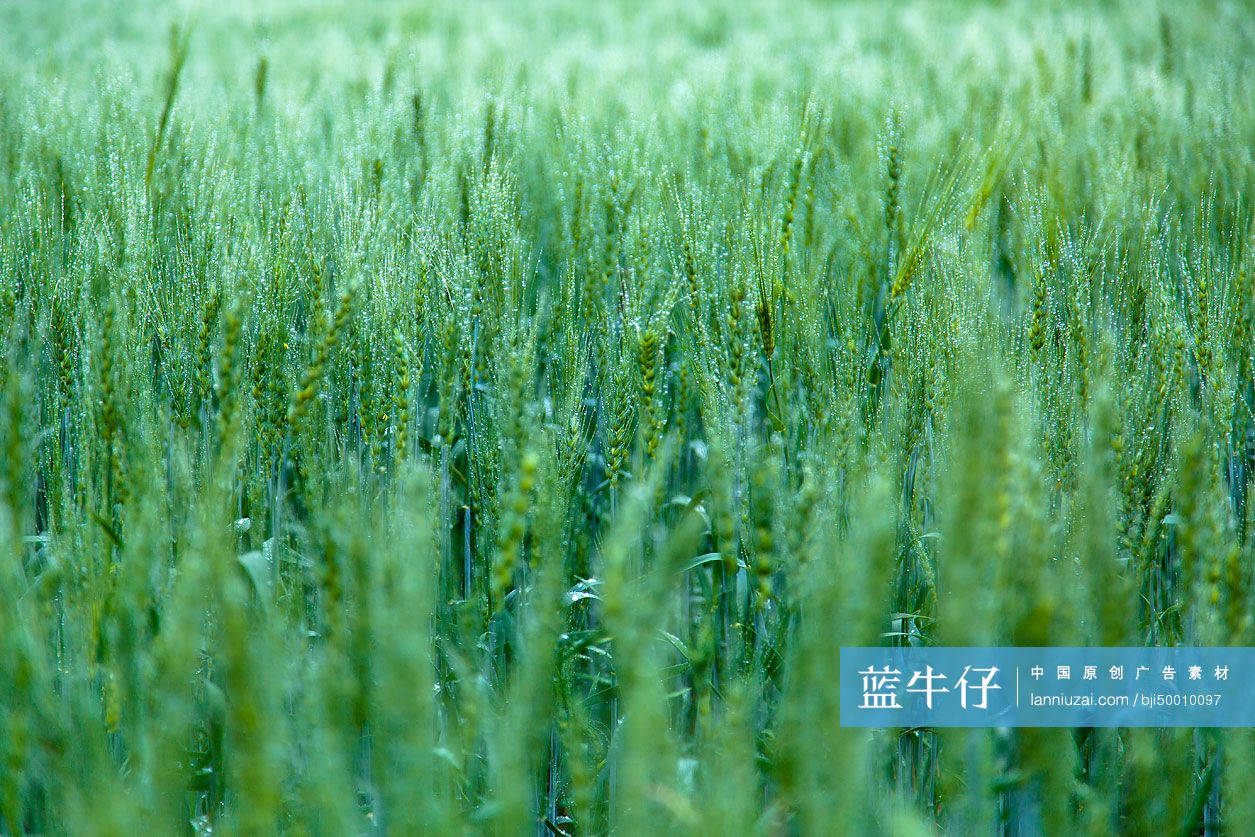 青稞