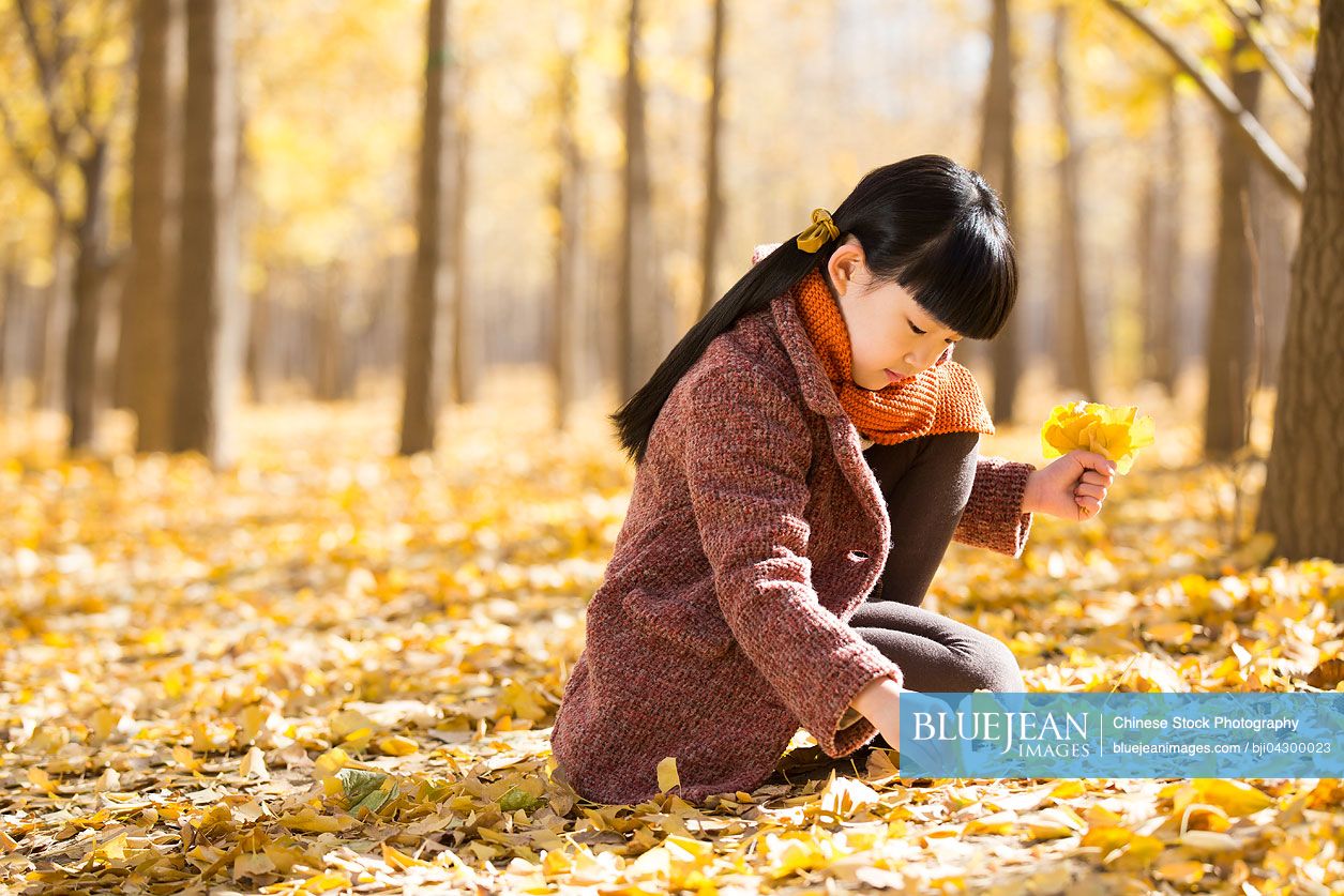 Little Chinese girl picking up autumn leaves
