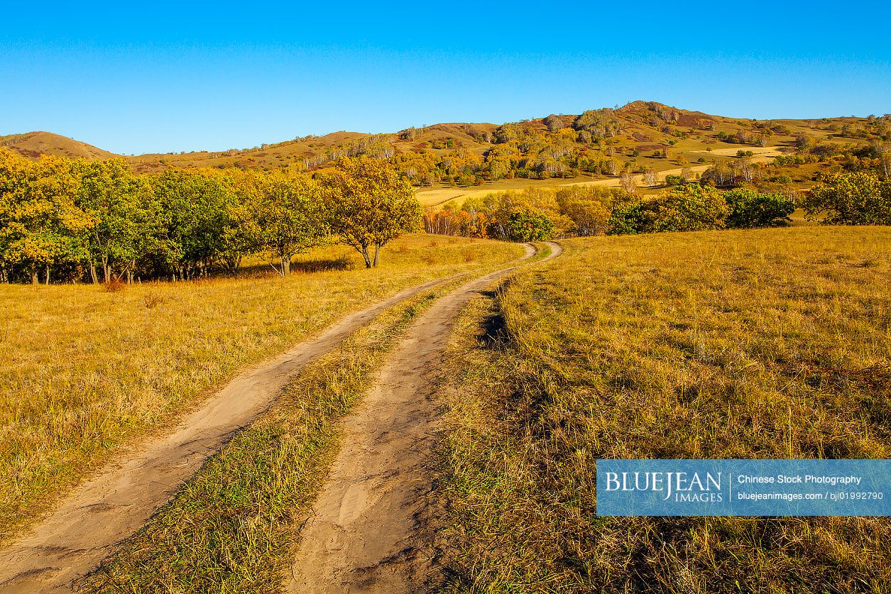 Grassland scenery