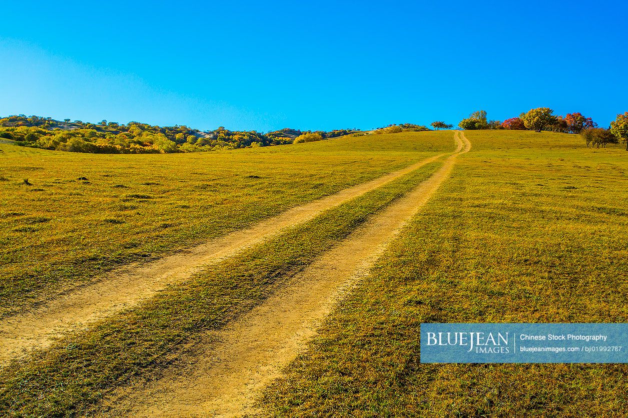 Grassland scenery